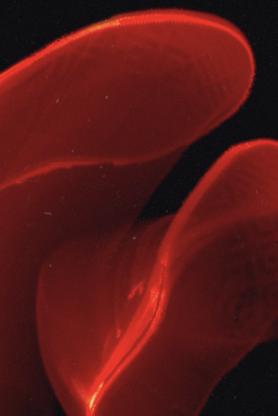 Converse + Comme des Garçons - © Services Généraux