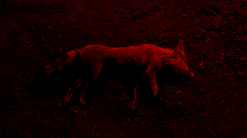 La Fève - © Services Généraux