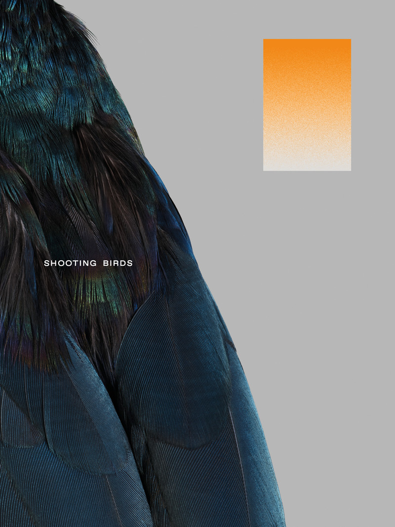 Shooting Birds - © Services Généraux