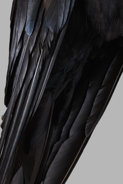 Shooting Birds - © Services Généraux