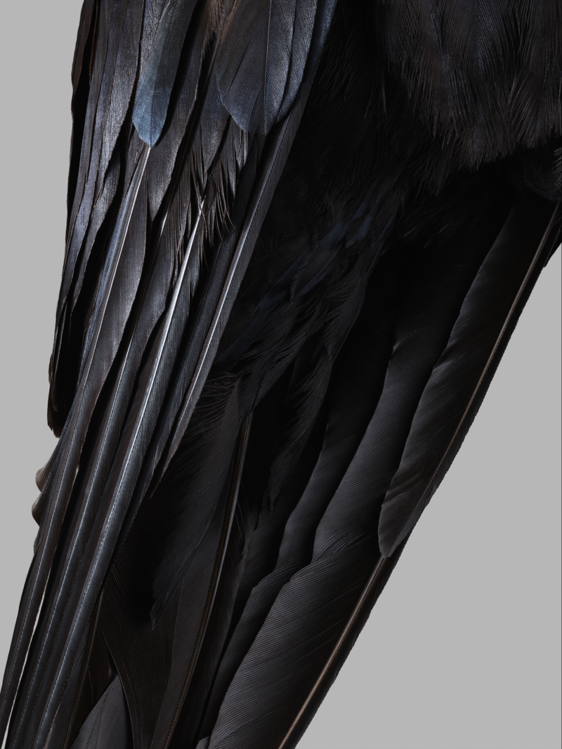 Shooting Birds - © Services Généraux