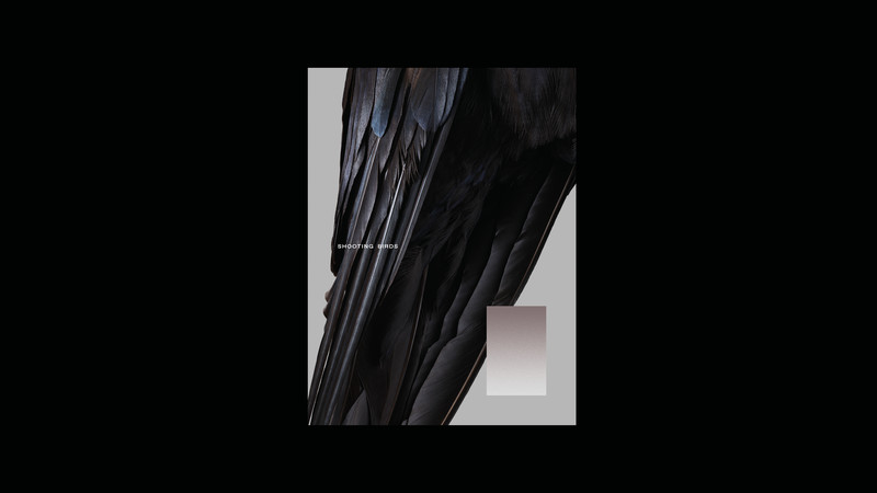 Shooting Birds - © Services Généraux